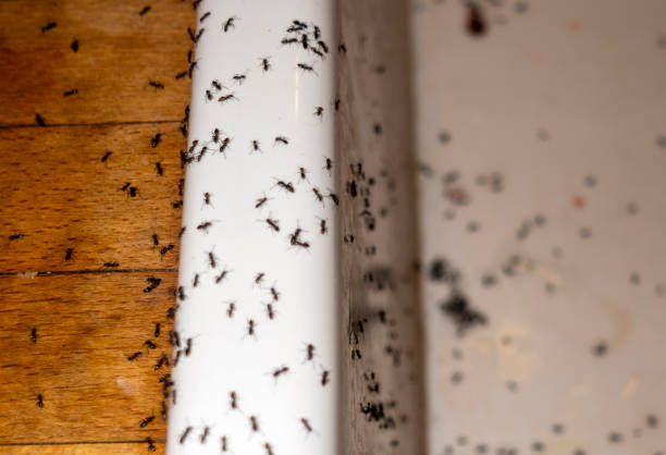 Best Cockroach Control Services  in Metuchen, NJ