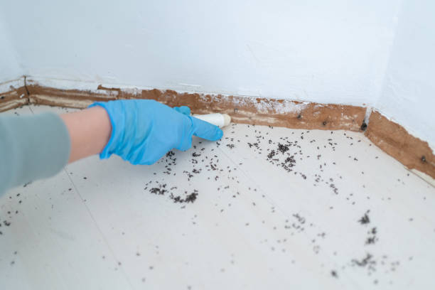Best Emergency Pest Control  in Metuchen, NJ